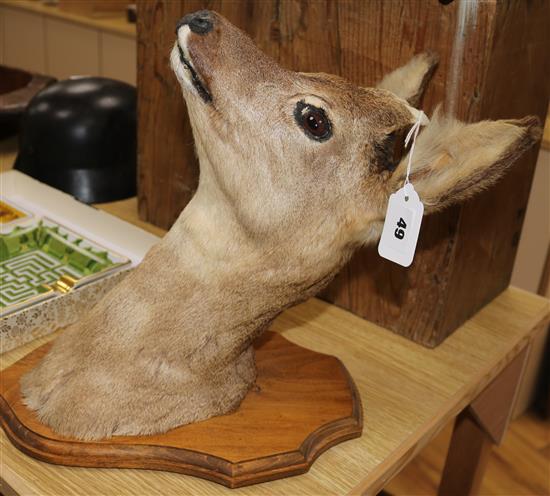 A taxidermy mounted deers head